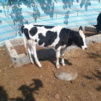 دوراس گاو حامله با یه گوساله