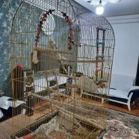 طوطی عروس با قفس