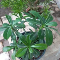 انواع گل های مختلف و اپارتمانی|گل و گیاه طبیعی|سنگر, |دیوار