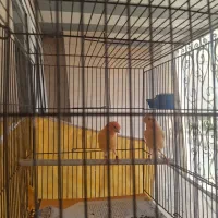 قناری نر و ماده مولد رد فکتور|پرنده|بندرعباس, |دیوار