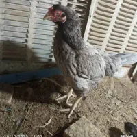 مرغ با 2عدد جوجه