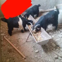 سه عددبیگ ایلاق ۲ نریک ماده