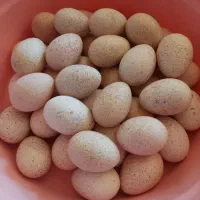 تخم بوقلمون