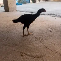 مرغ لاری افغان|پرنده|ایلام, |دیوار