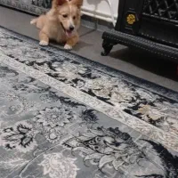 سگ پامر روباهی 7 ماهه