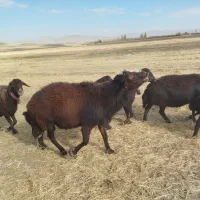 قوچ میش بره|حیوانات مزرعه|الیگودرز, |دیوار