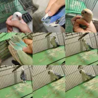 گرینچیک سرلاکی و کوتوله بالغ رنگ خاص