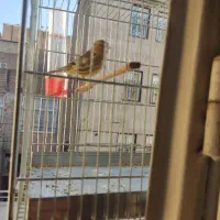 جوجه سهره قناری نر