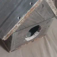 لانه پرنده
