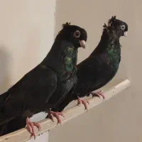 جفت کبوتر صرب اتریش|پرنده|فولادشهر, زاینده رود|دیوار