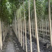 نهال صنوبر رشد سریع سایه دائمی سود ماندگار|خدمات باغبانی و درختکاری|سراب, |دیوار