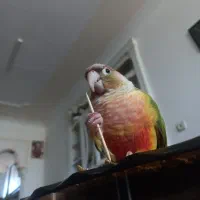 گم شدن پرنده