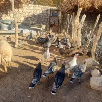 بوقلمون محلی