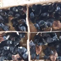 جوجه محلی 5روزه|حیوانات مزرعه|نیشابور, بلوار گلها|دیوار