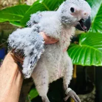 جوجه کاسکو دم قرمز و کاکادو و رد فکتور نژاد برتر|پرنده|شیراز, اصلاحنژاد|دیوار