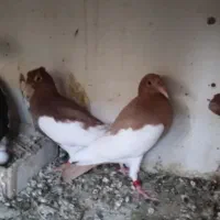 کبوتر جوجه یهودی زرد و سرخ کفتر