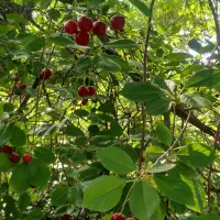 باغ-نقلی-دراسکو