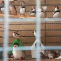 فنچ جوان ودانخور|پرنده|شاهین‌شهر, شهرک میلاد|دیوار