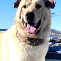 واگذاری سگ سرابی،عراقی|سگ|محمدشهر, محمدشهر|دیوار