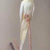 یک جفت مولد با یک جوجه چند روزه ۳۰۰۰۰۰۰