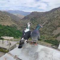 کبوتر