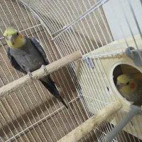 عروس هلندی مولد با تخم