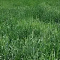 کارگر جهت کشاورزی