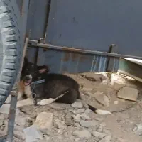 سگ درجه یک نگهبان نژاد افغان