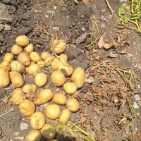 سیب زمینی سانتا|خوردنی و آشامیدنی|بیلوار, |دیوار