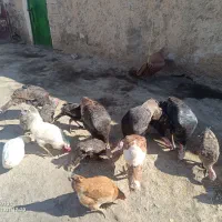 بوقلمو سالم بزرگ‌