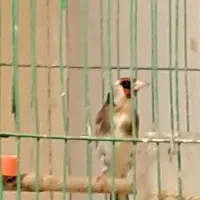 سهره|پرنده|ایذه, |دیوار