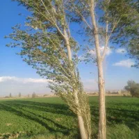 زمین جهت کاشت سیر