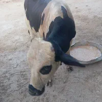گاو|حیوانات مزرعه|قشم, |دیوار
