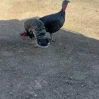 بوغلمون ماده ۲ عدد