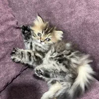 پانسیون گربه