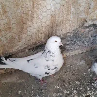 کبوترپرشی|پرنده|اصفهان, همت‌آباد|دیوار