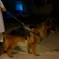 سگ گم شده مژدگانی بالا