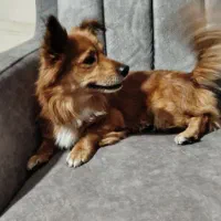 واگذاری پامرین