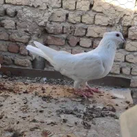 نر سفید کاکل میخ|پرنده|قم, گلزار|دیوار