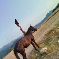 اسب مادیان ترکمنی