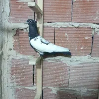 کبوتر پرشی