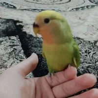 طوطی برزیلی ۲ماهه