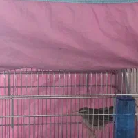 سهره نیزار  سهره شیدا