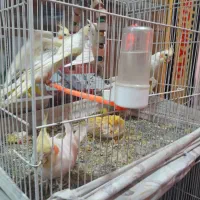 قفس کبوتر