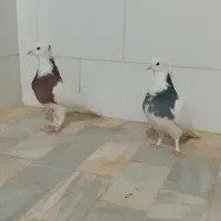 طوقی|پرنده|اشکذر, |دیوار