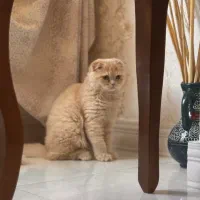 گربه اسکاتیش