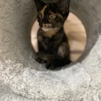 واگذاری پیشی کوچولو|گربه|رشت, سعدی (تختی)|دیوار