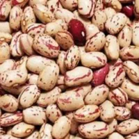 فروش لوبیا چیتی درجه یک امسال