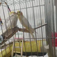 عروس هلندی مولد|پرنده|کرج, شهرک فهمیده|دیوار