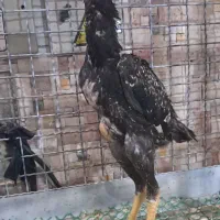 جوجه خروس و مرغ اوشامو